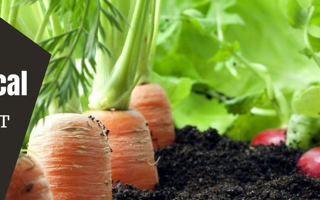 Des paniers de légumes en Abitibi-Ouest