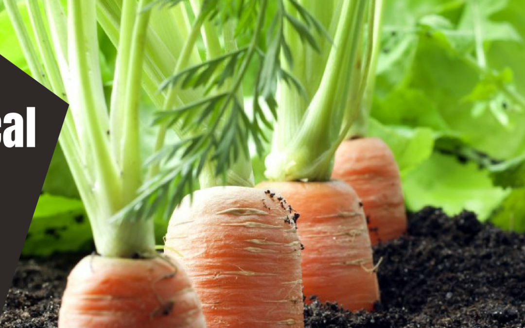 Manger local Abitibi-Ouest est de retour!