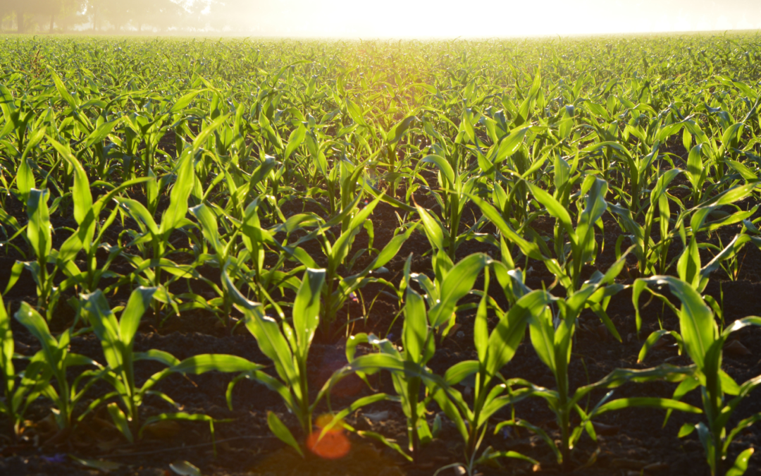Invitation au colloque en agroalimentaire du 15 mars 2023