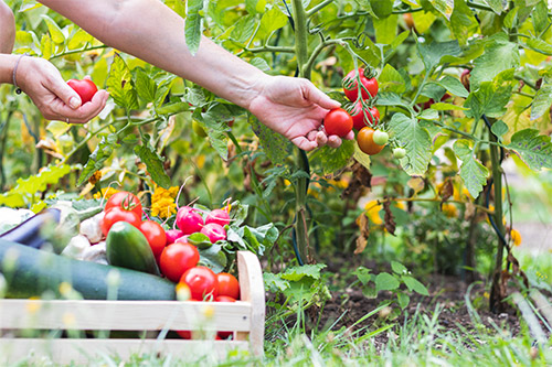developpement-agroalimentaire